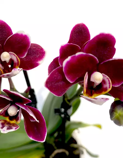 Phalaenopsis Black Pearl