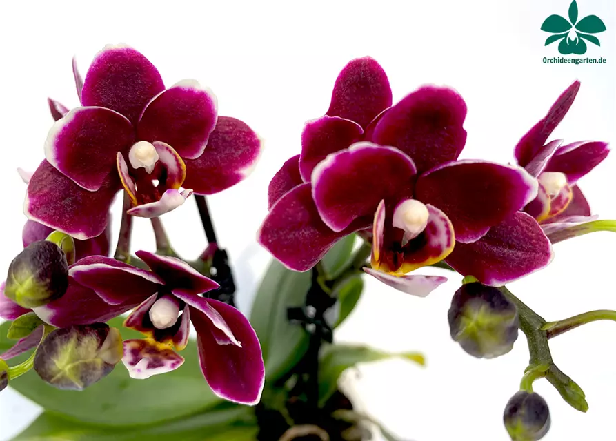 Phalaenopsis Black Pearl