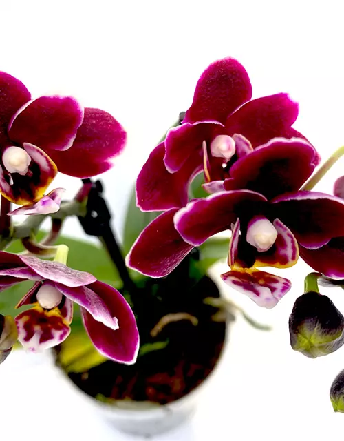 Phalaenopsis Black Pearl