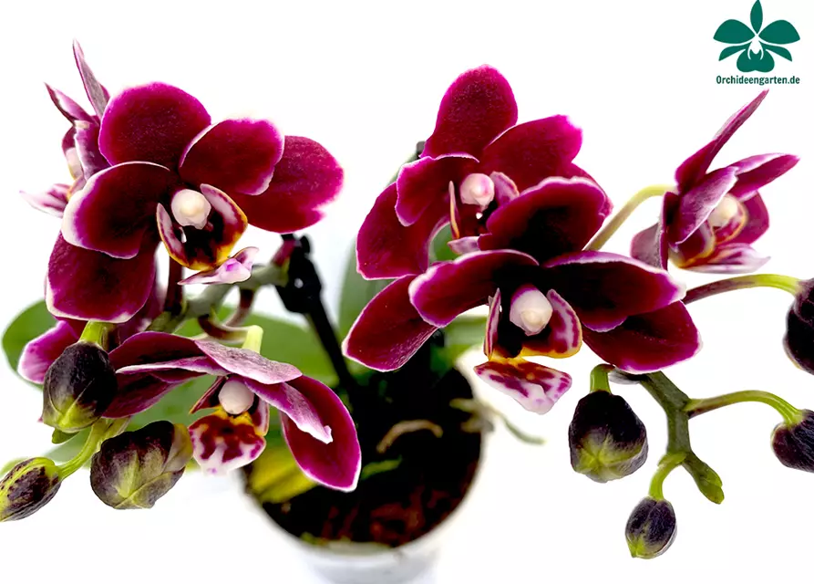 Phalaenopsis Black Pearl