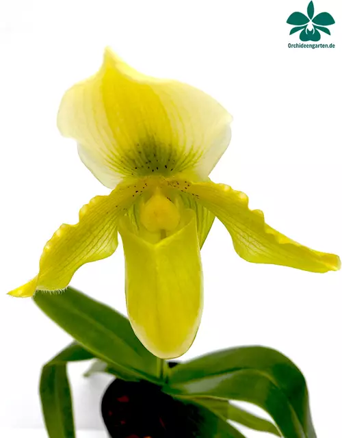 Paphiopedilum Valerie Tonkin x Pinocchio gelb