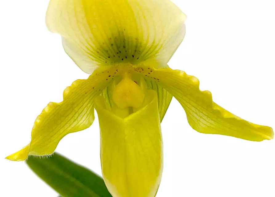 Paphiopedilum Valerie Tonkin x Pinocchio gelb