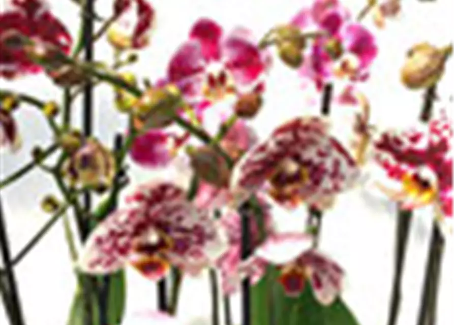 Phalaenopsis Hybride Überraschungsmix auffällig gepunktet