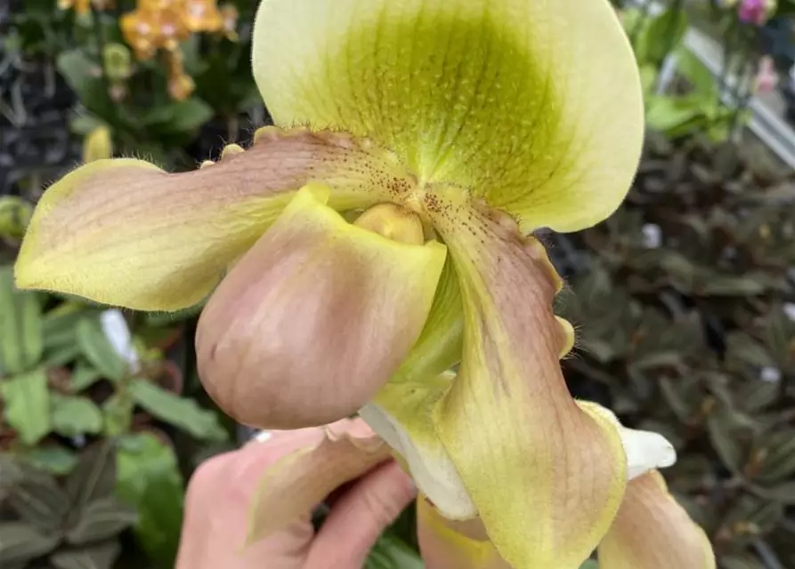 Paphiopedilum (primulinum x Green Jewel) x (Pinocchio x Pacific Emerald)