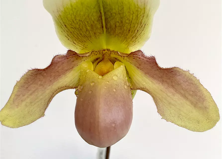 Paphiopedilum (primulinum x Green Jewel) x (Pinocchio x Pacific Emerald)