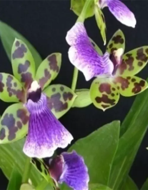 Zygopetalum Hybride