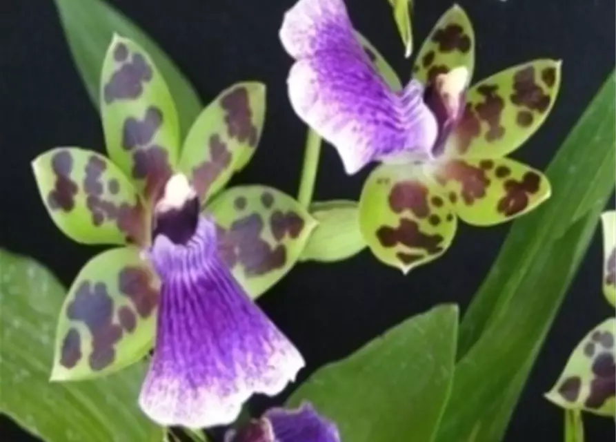 Zygopetalum Hybride