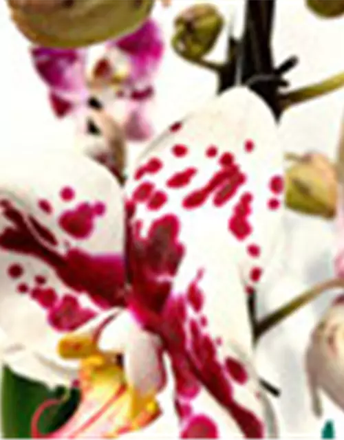 Phalaenopsis Hybride Überraschungsmix auffällig gepunktet