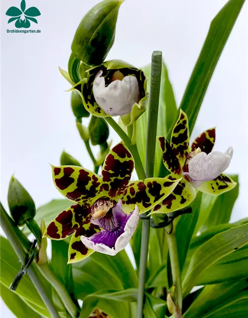 Zygopetalum Hybride