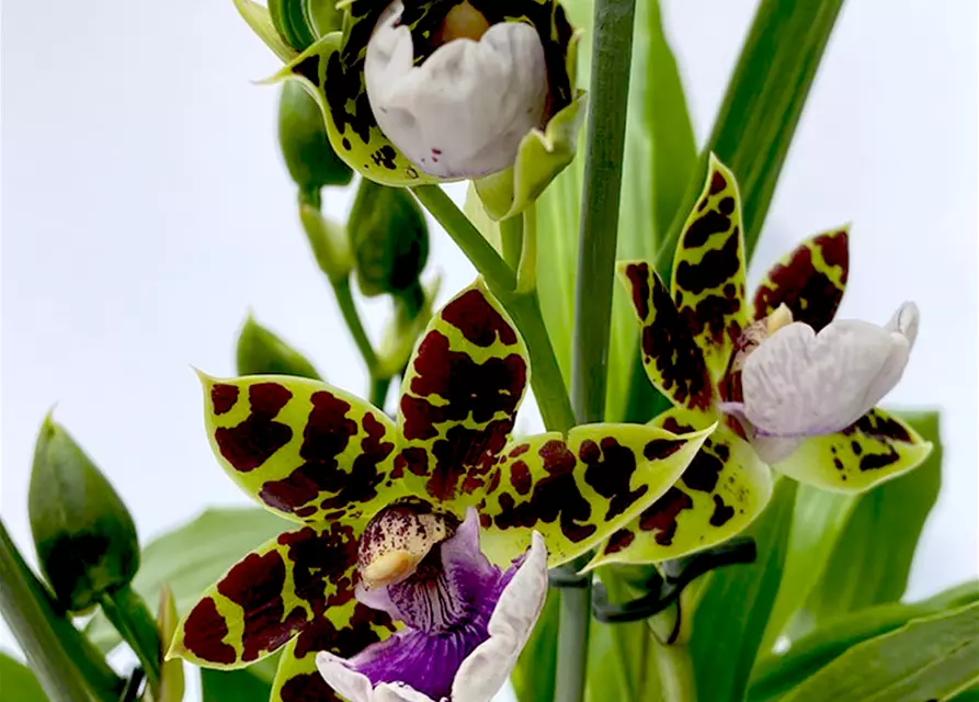 Zygopetalum Hybride