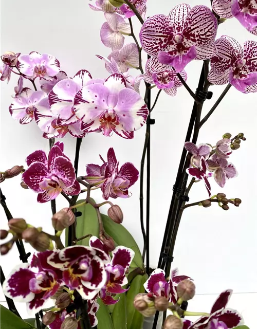 Phalaenopsis Hybride Überraschungsmix auffällig gepunktet