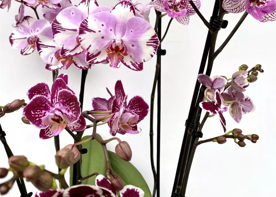 Phalaenopsis Hybride Überraschungsmix auffällig gepunktet