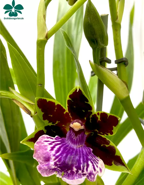 Zygopetalum Hybride