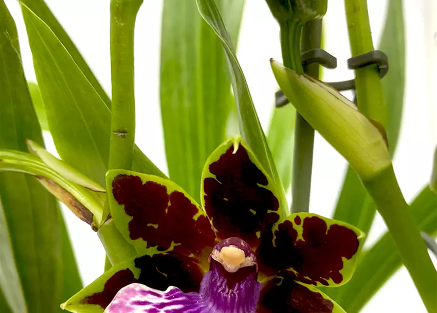 Zygopetalum Hybride