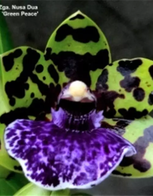 Zygopetalum Hybride