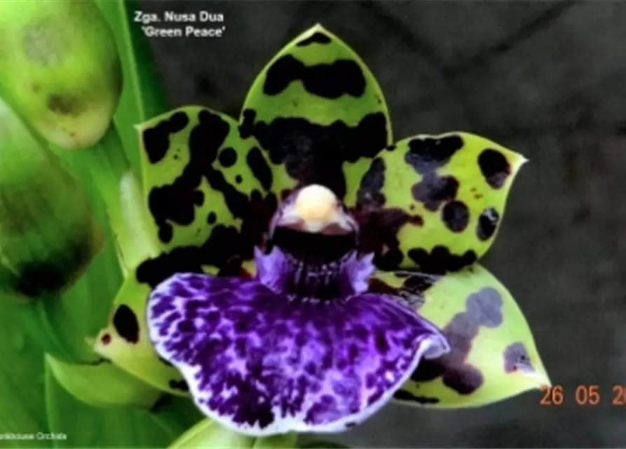 Zygopetalum Hybride