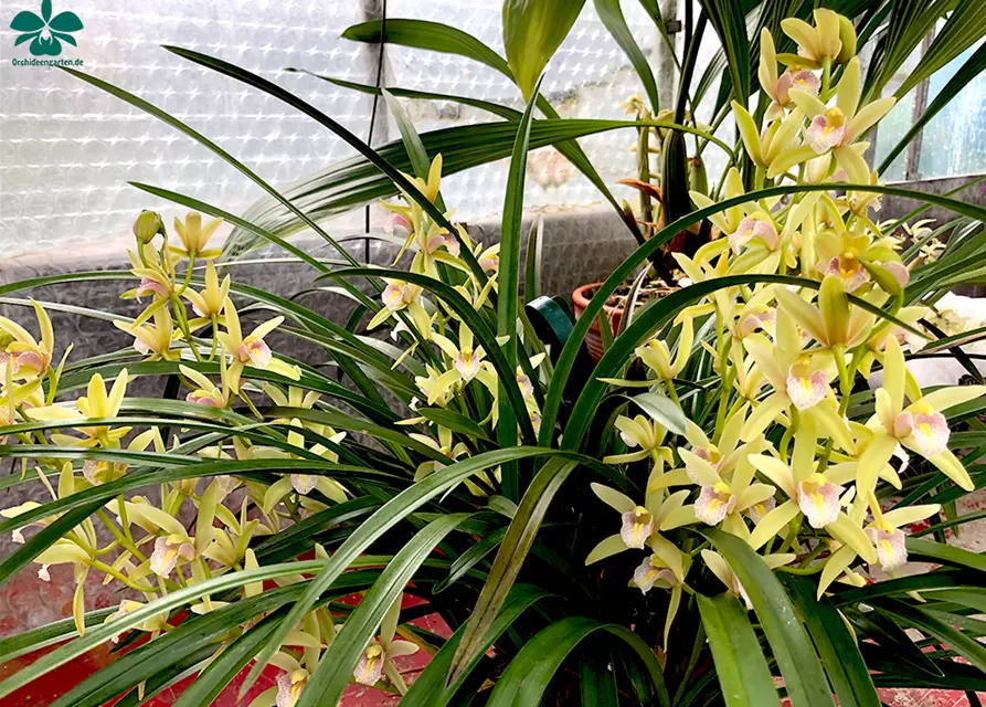 Cymbidium Green Breeze