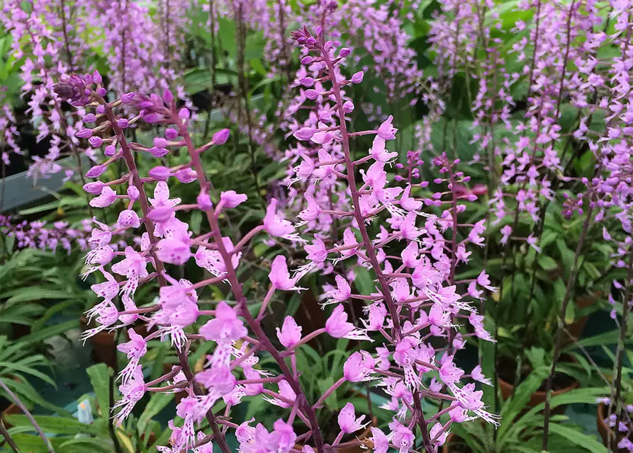 Stenoglottis longifolia