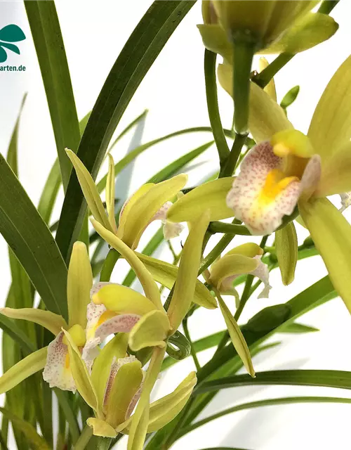 Cymbidium Green Breeze