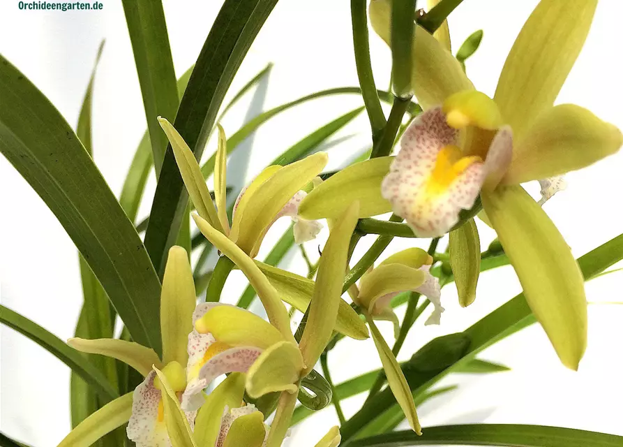 Cymbidium Green Breeze