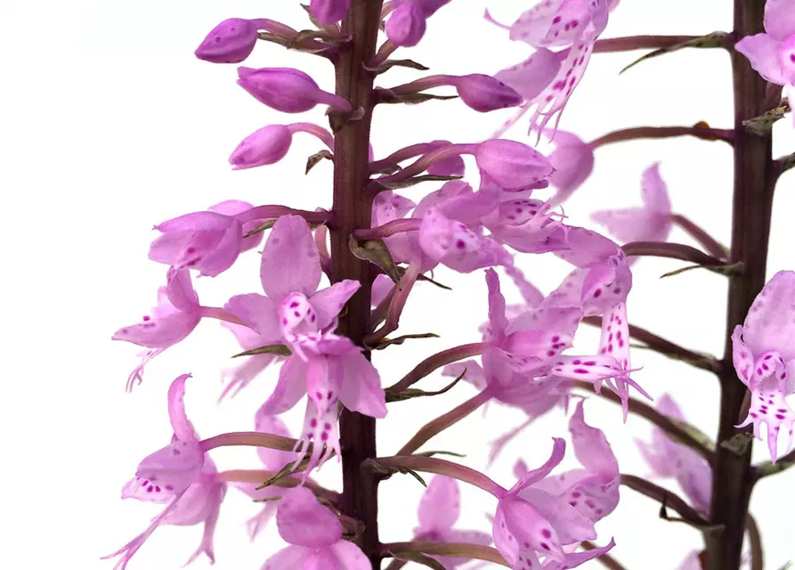 Stenoglottis longifolia