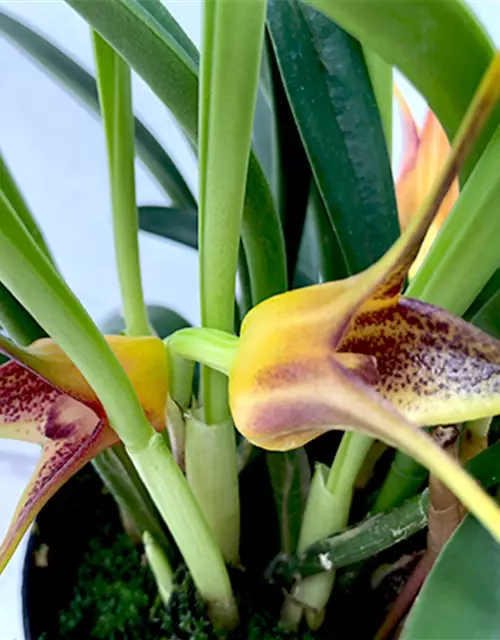 Masdevallia × measuresiana