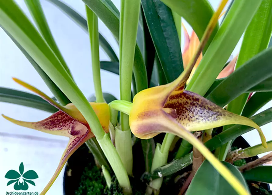 Masdevallia × measuresiana