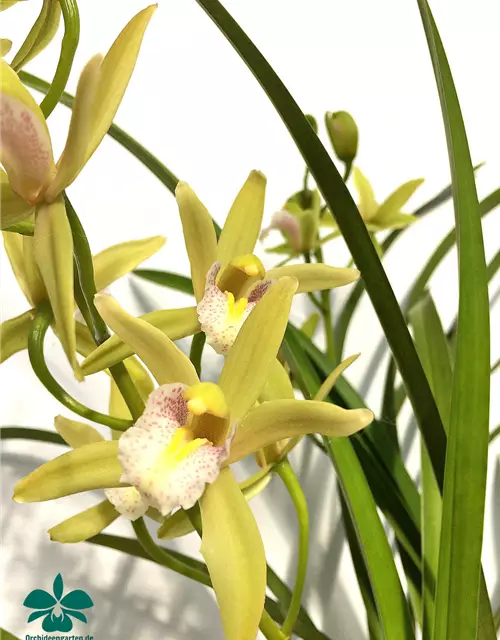 Cymbidium Green Breeze