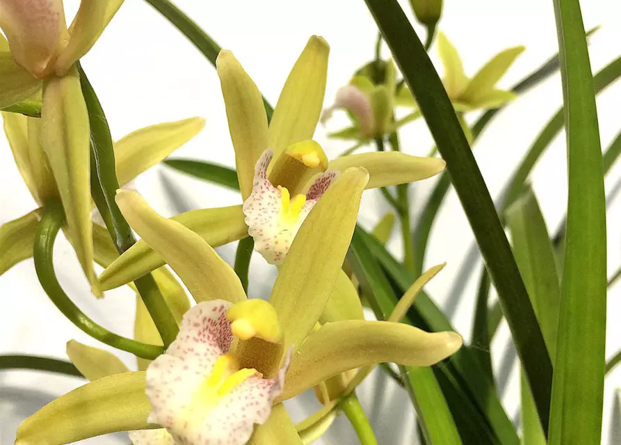 Cymbidium Green Breeze