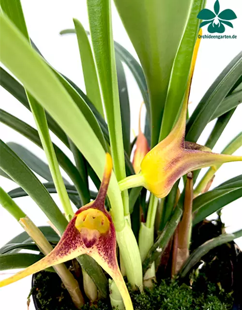 Masdevallia × measuresiana