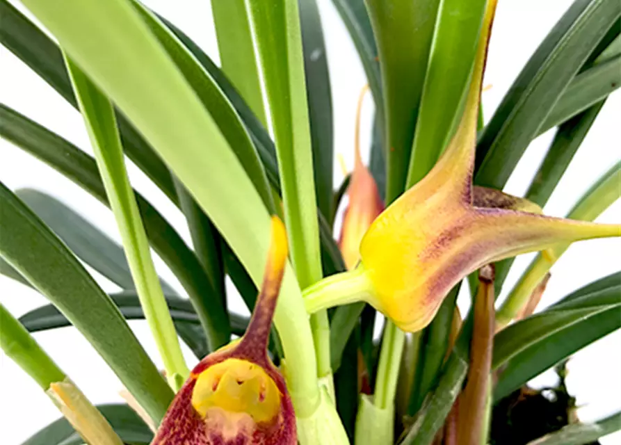 Masdevallia × measuresiana