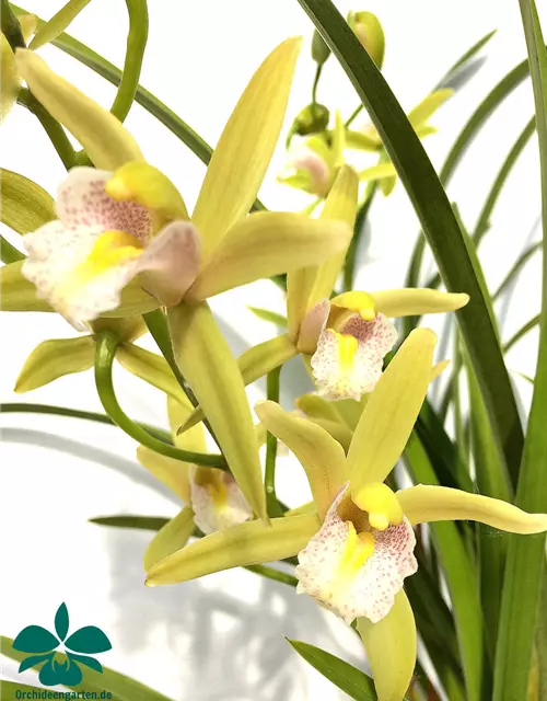 Cymbidium Green Breeze