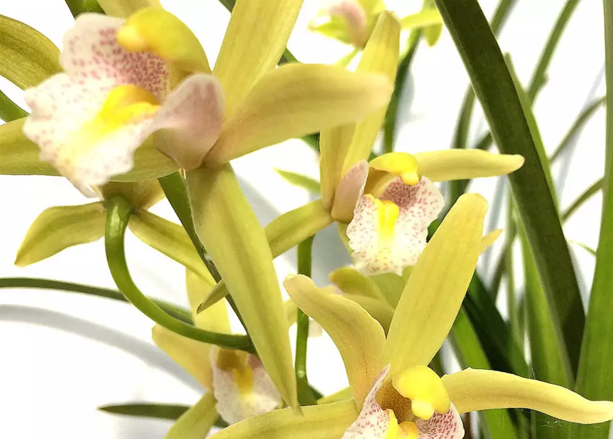 Cymbidium Green Breeze