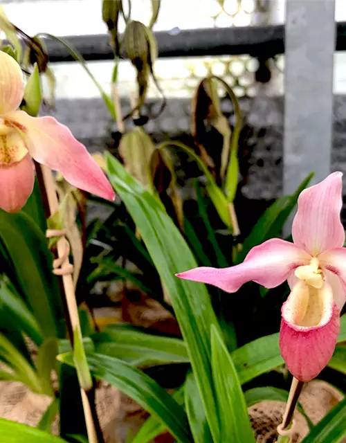 Phragmipedium longifolium x Hanne Popow