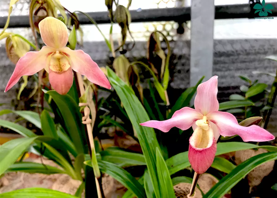 Phragmipedium longifolium x Hanne Popow