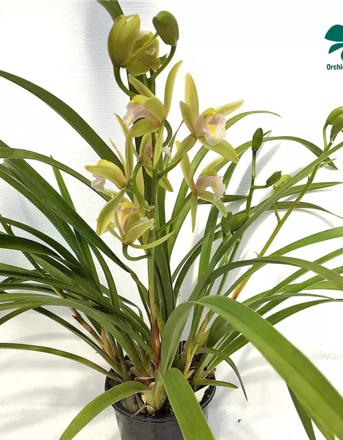 Cymbidium Green Breeze