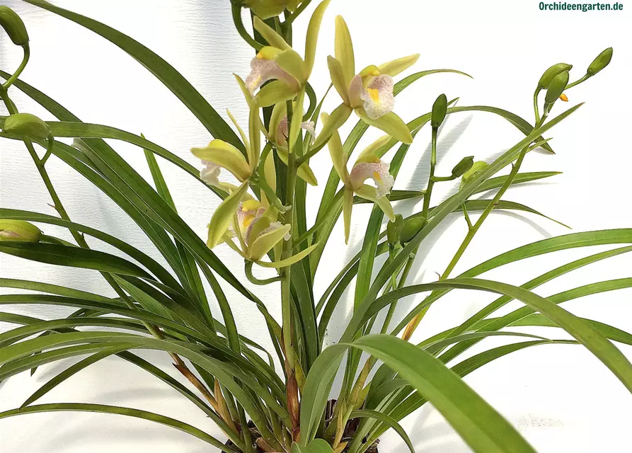 Cymbidium Green Breeze