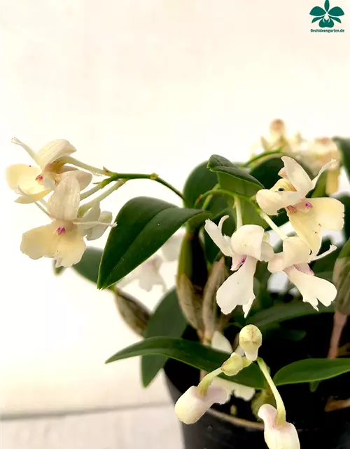 Dendrobium (Nora Tokunga x aberrans) x aberrans