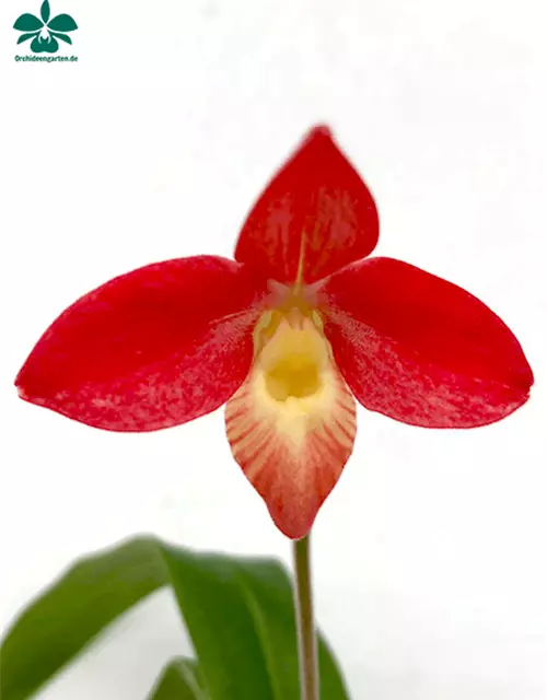 Phragmipedium longifolium x Hanne Popow