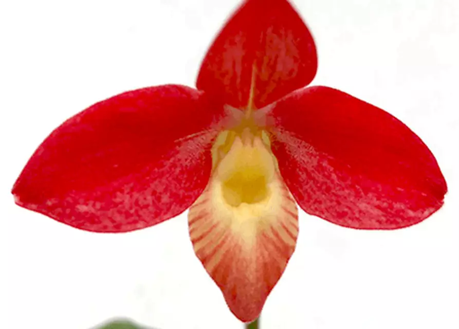 Phragmipedium longifolium x Hanne Popow