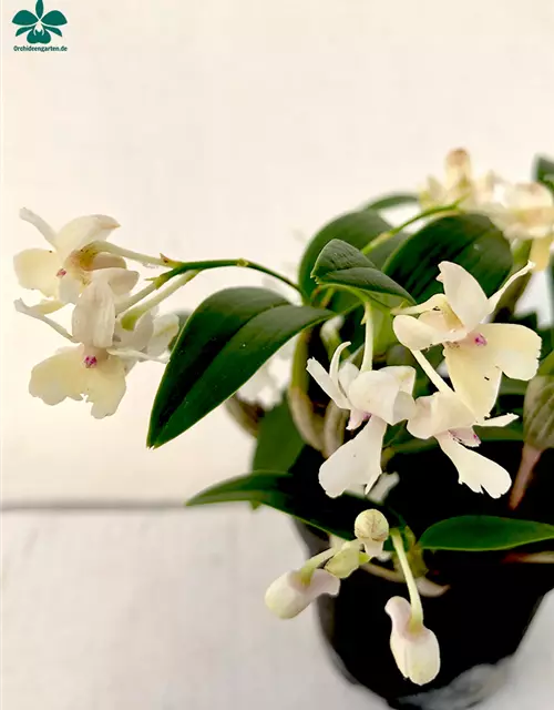 Dendrobium (Nora Tokunga x aberrans) x aberrans