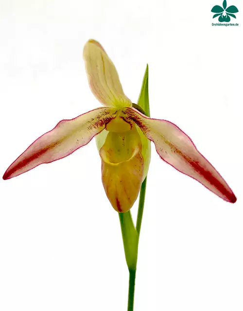 Phragmipedium longifolium x Hanne Popow