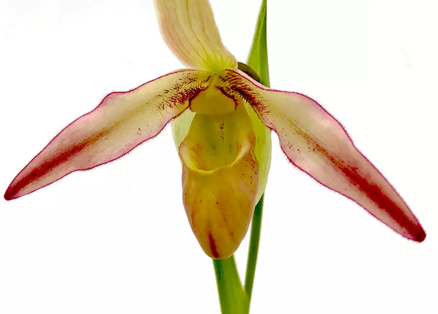 Phragmipedium longifolium x Hanne Popow