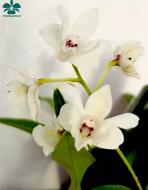 Dendrobium (Nora Tokunga x aberrans) x aberrans