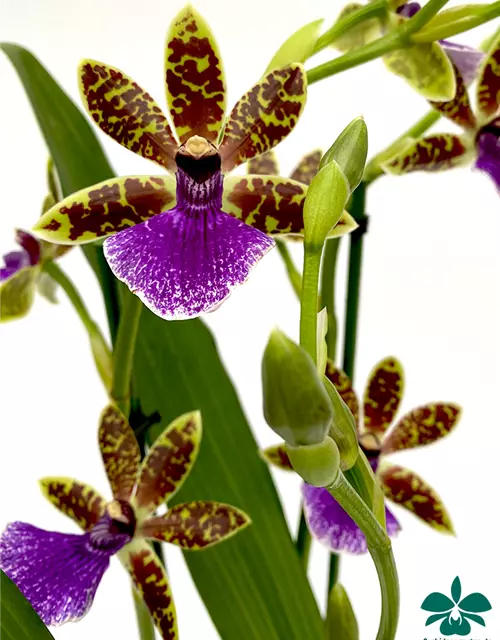 Zygopetalum Trozy Blue