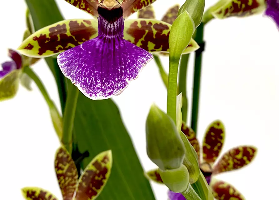 Zygopetalum Trozy Blue