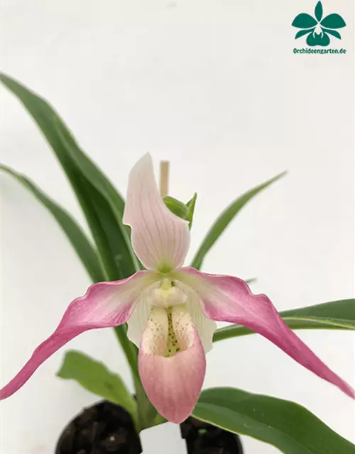 Phragmipedium longifolium x Hanne Popow