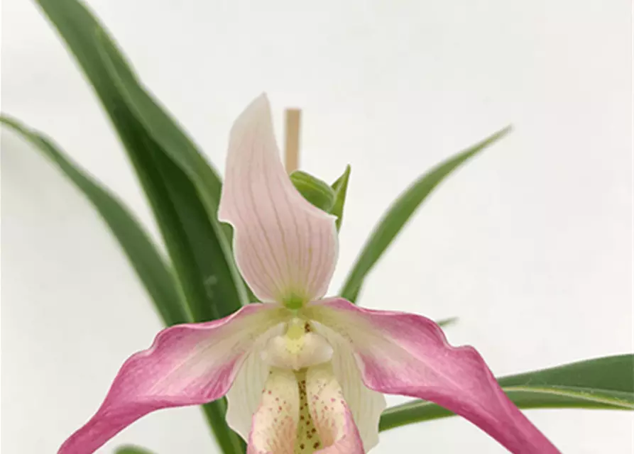 Phragmipedium longifolium x Hanne Popow