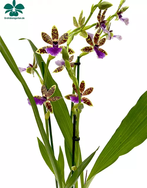 Zygopetalum Trozy Blue