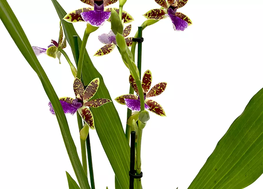 Zygopetalum Trozy Blue